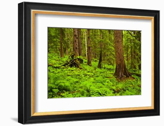 Tongass National Forest, Alaska-Mark A Johnson-Framed Photographic Print