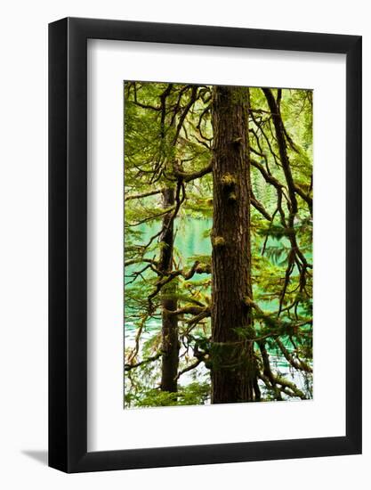 Tongass National Forest, Alaska-Mark A Johnson-Framed Photographic Print