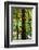 Tongass National Forest, Alaska-Mark A Johnson-Framed Photographic Print