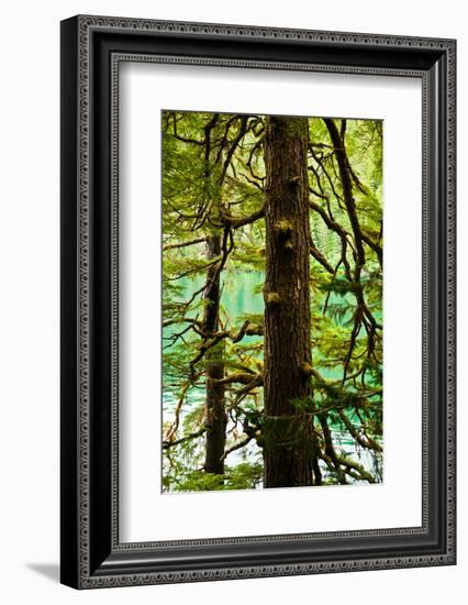 Tongass National Forest, Alaska-Mark A Johnson-Framed Photographic Print