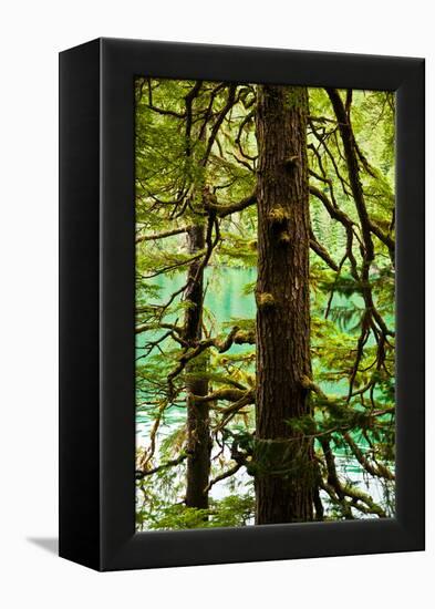 Tongass National Forest, Alaska-Mark A Johnson-Framed Premier Image Canvas