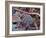 Tongue Bacteria, SEM-Steve Gschmeissner-Framed Photographic Print