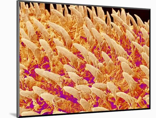 Tongue filiform papillae of a rabbit magnified x200-Micro Discovery-Mounted Photographic Print