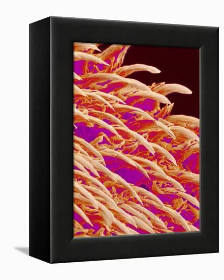 Tongue filiform papillae of a rabbit magnified x300-Micro Discovery-Framed Premier Image Canvas