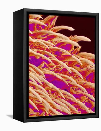 Tongue filiform papillae of a rabbit magnified x300-Micro Discovery-Framed Premier Image Canvas