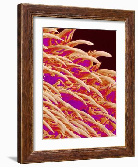 Tongue filiform papillae of a rabbit magnified x300-Micro Discovery-Framed Photographic Print