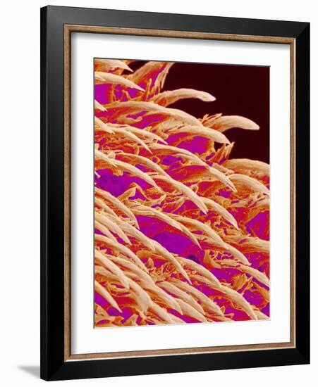 Tongue filiform papillae of a rabbit magnified x300-Micro Discovery-Framed Photographic Print