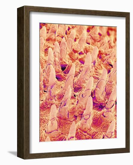 Tongue filiform papillae of a rabbit magnified x300-Micro Discovery-Framed Photographic Print