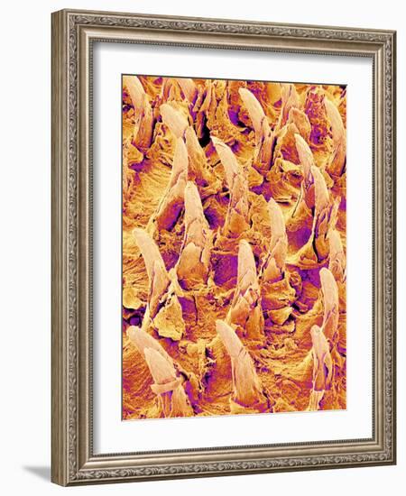 Tongue filiform papillae of a rabbit magnified x300-Micro Discovery-Framed Photographic Print