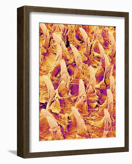 Tongue filiform papillae of a rabbit magnified x300-Micro Discovery-Framed Photographic Print