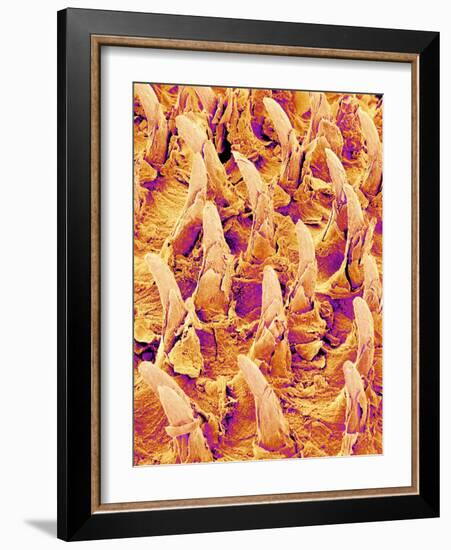 Tongue filiform papillae of a rabbit magnified x300-Micro Discovery-Framed Photographic Print