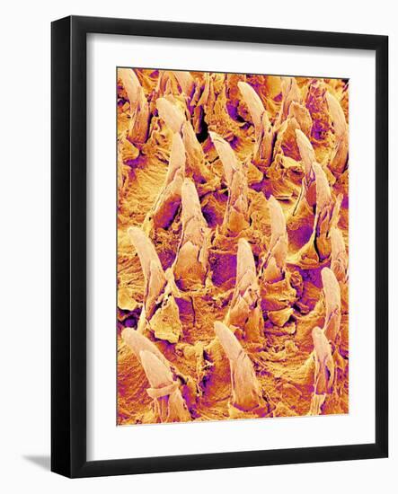 Tongue filiform papillae of a rabbit magnified x300-Micro Discovery-Framed Photographic Print