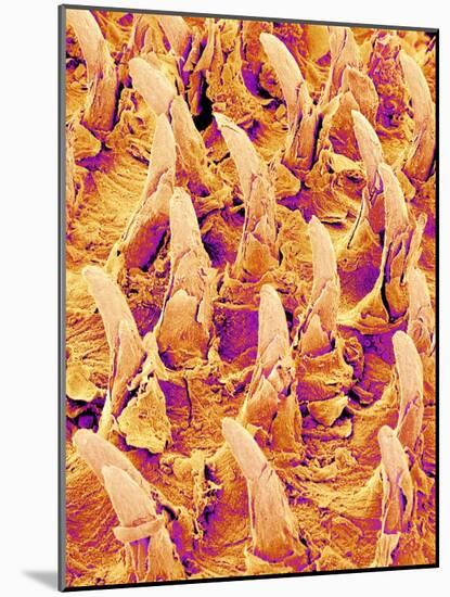 Tongue filiform papillae of a rabbit magnified x300-Micro Discovery-Mounted Photographic Print