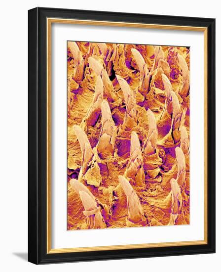 Tongue filiform papillae of a rabbit magnified x300-Micro Discovery-Framed Photographic Print