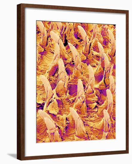 Tongue filiform papillae of a rabbit magnified x300-Micro Discovery-Framed Photographic Print