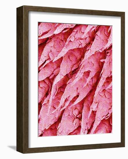 Tongue of a Rat-Micro Discovery-Framed Photographic Print