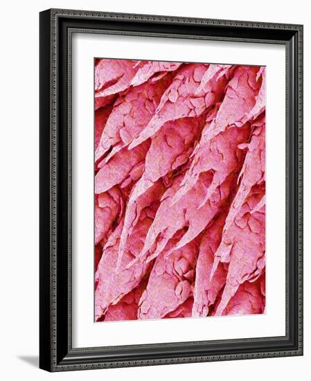 Tongue of a Rat-Micro Discovery-Framed Photographic Print