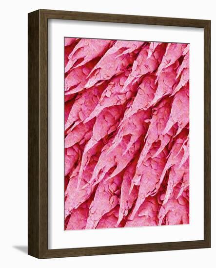 Tongue of a Rat-Micro Discovery-Framed Photographic Print