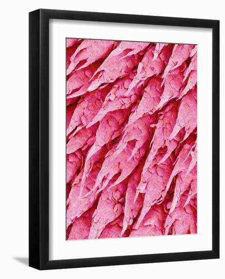 Tongue of a Rat-Micro Discovery-Framed Photographic Print