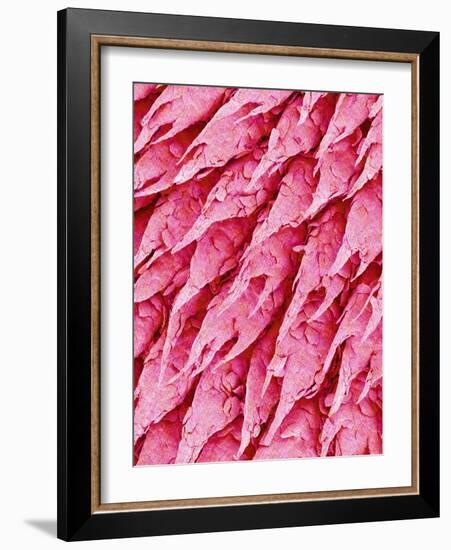 Tongue of a Rat-Micro Discovery-Framed Photographic Print