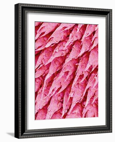 Tongue of a Rat-Micro Discovery-Framed Photographic Print