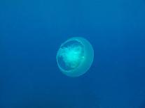 Moon Jellyfish-tonguy324-Mounted Photographic Print