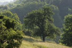 Apple Trees in Meadow, Roudenhaff, Mullerthal, Luxembourg, May 2009-Tønning-Premier Image Canvas
