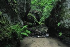 Halerbach - Haupeschbach, a Small Stream Flowing Past Moss Covered Rocks in Forest, Luxembourg-Tønning-Photographic Print