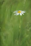 Marguerite - Oxeye Daisy (Leucanthemum Vulgare) in Flower, Roudenhaff, Mullerthal, Luxembourg-Tønning-Photographic Print