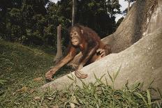 Asia, Malaysia, Sandakan, Monkey Sitting under Tree-Tony Berg-Mounted Photographic Print