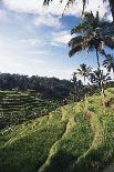 Indonesia, Bali, View of Field-Tony Berg-Mounted Photographic Print