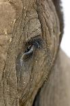 African Elephant's Eye-Tony Camacho-Photographic Print