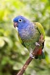 Blue-headed Parrot-Tony Camacho-Photographic Print