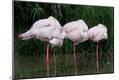 Premium Photographic Print
