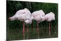 Premium Photographic Print