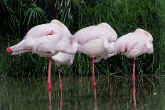 Greater Flamingos Sleeping-Tony Camacho-Photographic Print