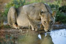 Lioness Drinking-Tony Camacho-Photographic Print