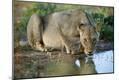 Photographic Print