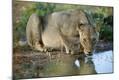 Photographic Print