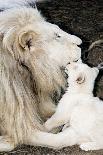 Lioness Drinking-Tony Camacho-Photographic Print