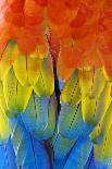 Scarlet Macaw-Tony Camacho-Photographic Print