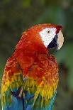 Scarlet Macaw Plumage-Tony Camacho-Photographic Print