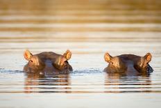 Two Common Hippopotamus in the Water at a Watering Hole in Kruger National Park, South Africa-Tony Campbell-Photographic Print