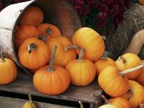 Harvested Pumpkins-Tony Craddock-Photographic Print