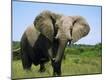 Photographic Print