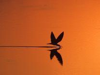 African Skimmer Skimming at Sunset, Chobe National Park, Botswana-Tony Heald-Photographic Print