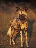 Arican Wild Dog Portrait (Lycaon Pictus) De Wildt, S. Africa-Tony Heald-Photographic Print