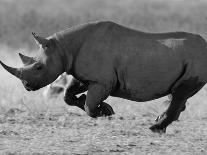 White Rhinoceros Etosha Np, Namibia January-Tony Heald-Photographic Print