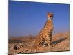 Photographic Print