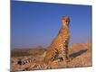 Photographic Print